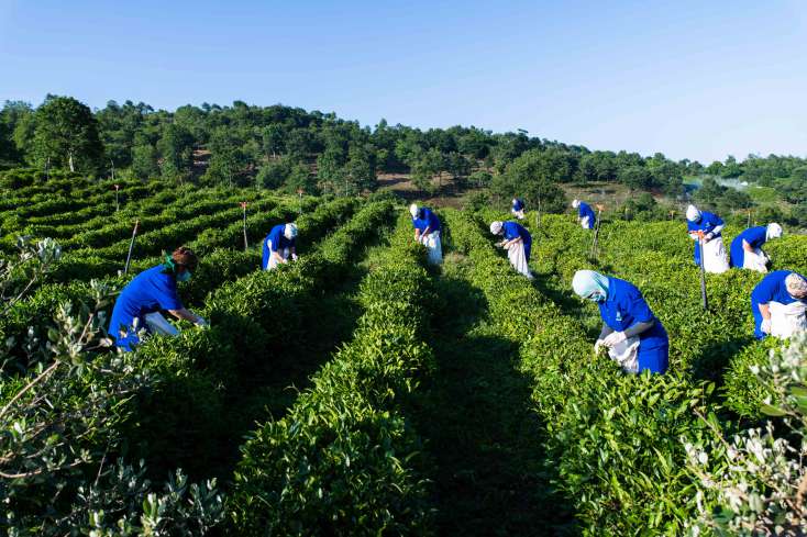 ​Doğma çay “Azerçay” çayçılıq sahəsinin inkişafına dəstək verməyə davam edir
