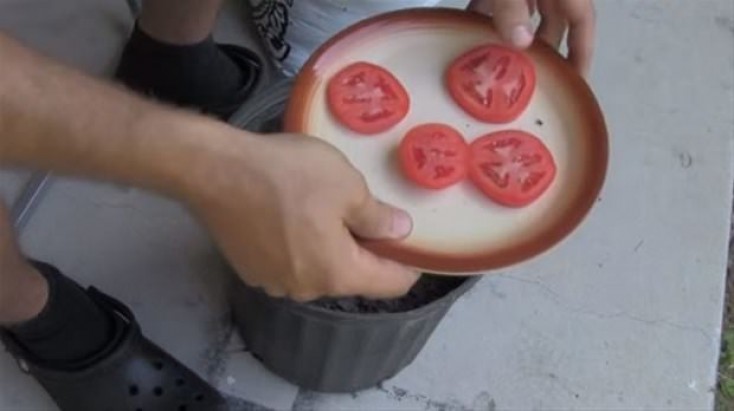 Xarab olmuş pomidorlar möcüzə yaradır