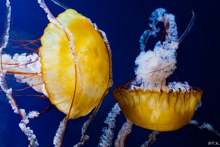 ​Meduzalar - gözəl, amma təhlükəli dəniz canlıları