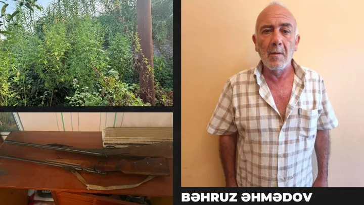 Göyçayda evdə narkotik yetişdirən şəxs saxlanıldı - 