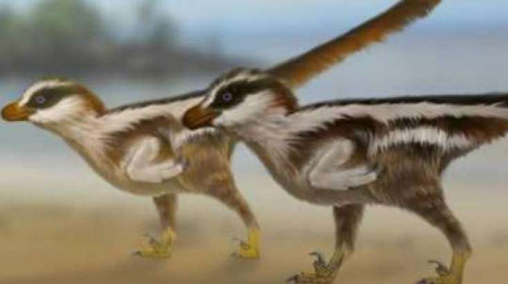 Dünyanın ən kiçik dinozavrının ayaq izləri tapıldı - 