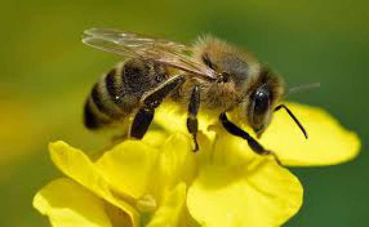 Alimlər arıları izləyən qurğu yaratdı 