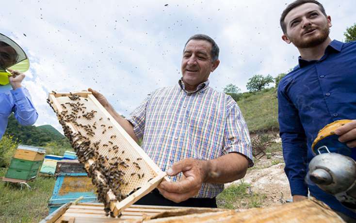 Daha 2500 arı ailəsi Kəlbəcər yaylaqlarına köçürülür - 