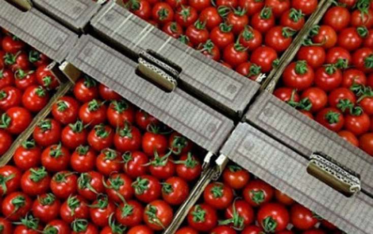 Rusiyaya AQTA-nın zəmanəti ilə pomidor ixrac ediləcək