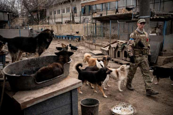 Ukraynada heyvanları xilas edən könüllülər - 
