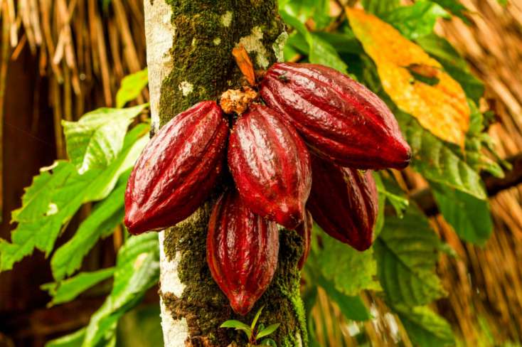 Təbii maqneziumun mənbəyi olan kakaonun faydaları