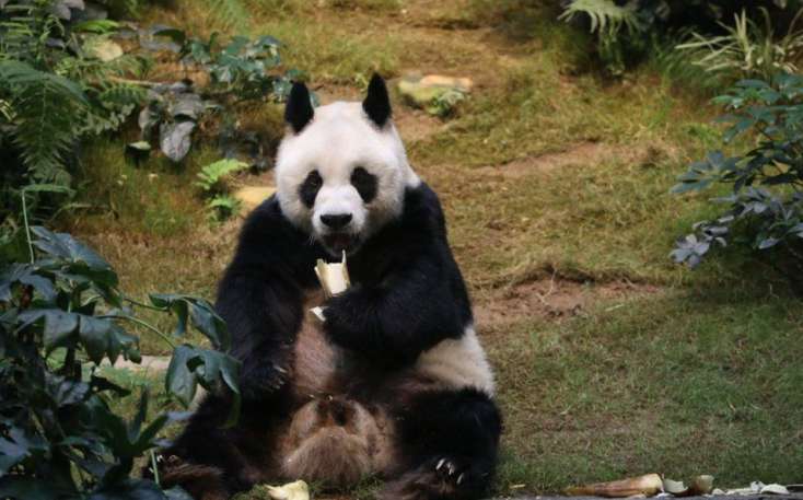 Dünyanın ən yaşlı erkək pandası vəfat etdi