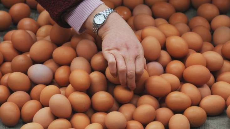 Yumurtanın qiyməti artacaq? -