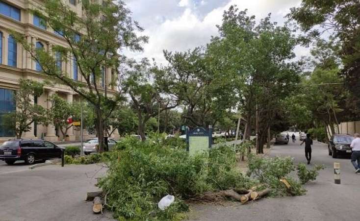 İran klinikasının yaxınlığındakı ağac niyə kəsilib? -