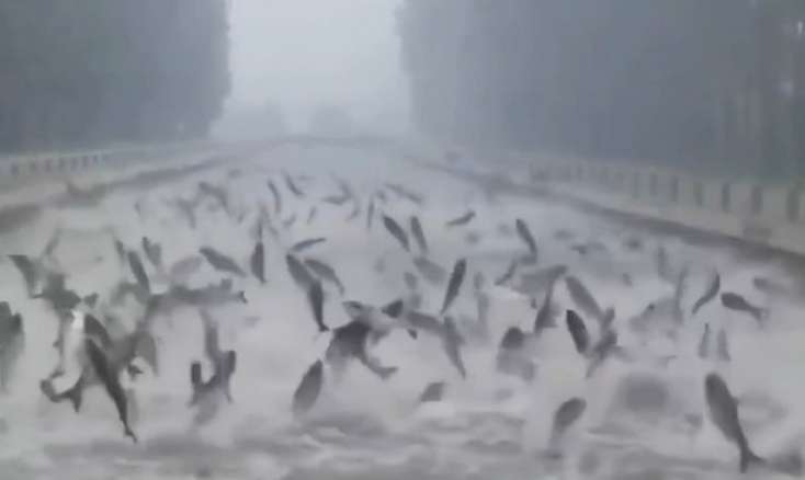 Çində yağış yağdı, balıqlar "uçmağa" başladı - 