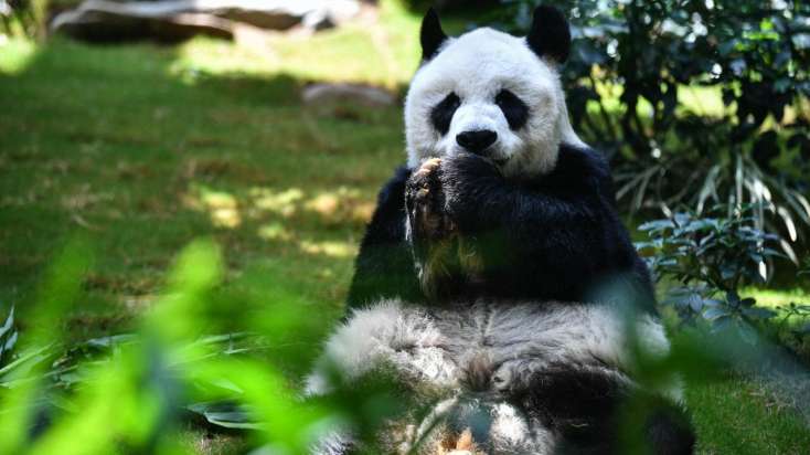 Finlandiya zooparkı xərclərə görə pandalardan imtina etdi