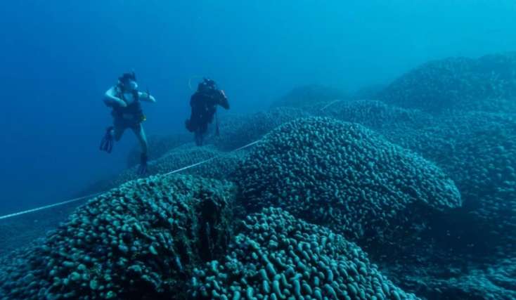 COP29-da dünyanın ən böyük mərcanının aşkar edildiyi açıqlanıb - 