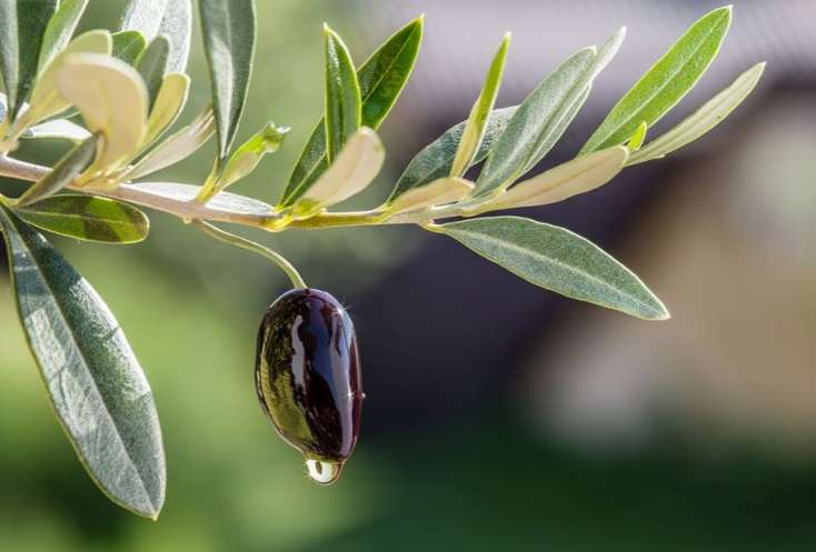 Zeytun yarpağının möcüzəvi faydası ortaya çıxdı