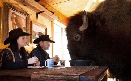 Evlərində 1300 kiloluq bizon bəsləyirlər - Maraqlı ailə... / FOTOLAR