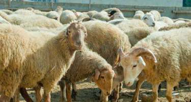 Qurban bayramı ilə əlaqədar iki dövlət qurumu birgə fəaliyyət göstərəcək