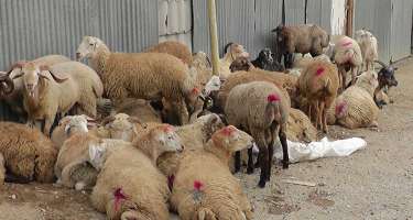 Qurban bayramında heyvan kəsmək və satmaq istəyənlər