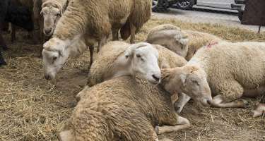 Qurbanlıq heyvan seçərkən bunlara diqqət edin! 