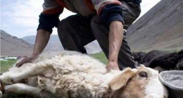 ​Borcu olan şəxs QURBAN kəsə bilər?