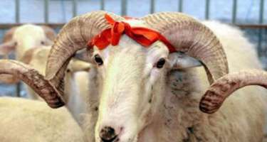 Qurbanlıq heyvanın əti necə paylanmalıdır?