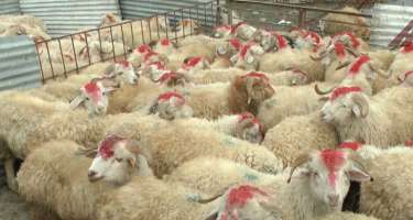 Bayram yarmarkaları fəaliyyətə başladı
