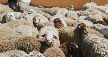 Qurban bayramı ilə əlaqədar Gürcüstandan 