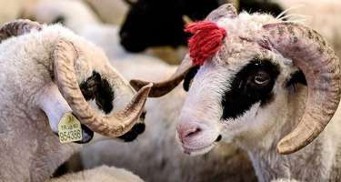 ​Azərbaycanda Qurban bayramı qeyd olunur
