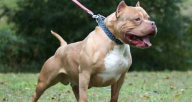 Pitbull iti 11 yaşlı qızı zorlanmaqdan 