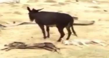 Balasını öldürən qurdu yerdən yerə vurdu