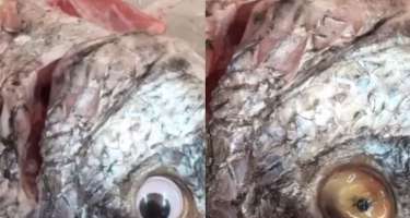 Köhnə balıqları insanlara satmaq üçün GÖRÜN NƏ ETDİ