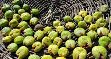 Əncir necə qurudulur? -