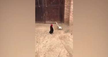 Ördək kimi yeriyən xoruz sosial şəbəkədə marağa səbəb oldu
