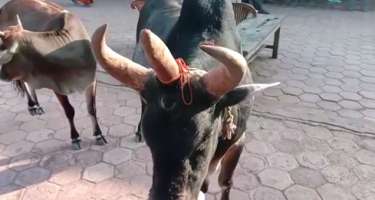 3 gözü və 3 buynuzu olan buğa sosial şəbəkədə böyük maraqla qarşılandı