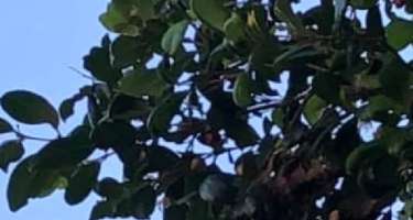 Ağacdakı kisələrin nə olduğunu bilənlər təəccüblənir