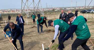 Bakı-Şamaxı yolunda ağacəkmə aksiyası keçirilib -