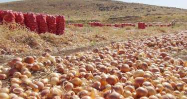 Soğanın qiyməti ucuzlaşmayacaq - 