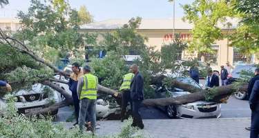Güclü külək Bakıda 12 ağacı aşırıb