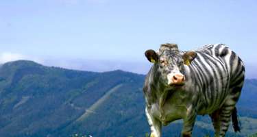 İnəkləri zebra kimi boyadılar -