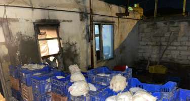 Bakıda quş əti istehsal edən sex BAĞLANDI - 