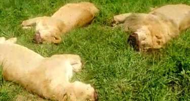 ŞOK HADİSƏ: Zooparkdakı şirləri kəsdilər - Falçılara satmaq üçün