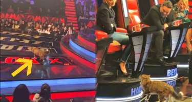 “O səs Türkiyə”nin studiyasına girən pişik ortalığı qarışdırdı - 