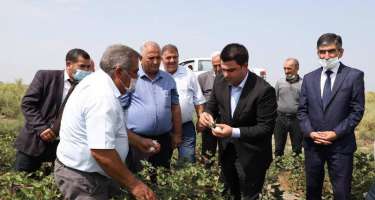 Neftçalada əllə pambıq yığımına başlanılıb