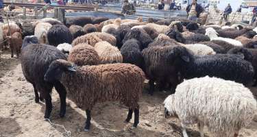 Mal bazarında bayramqabağı vəziyyət nə yerdədir? - 