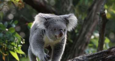 Koalalar rəsmən nəsli kəsilməkdə olan növ elan edildi