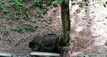 Şahdağ Milli Parkında daha bir zubr balası dünyaya gəlib