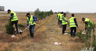 Bu il 68 mindən çox müxtəlif növ ağac və kol bitkisi əkilib - 
