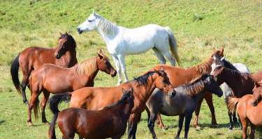 Azərbaycan diri at ixracını 59% artırıb
