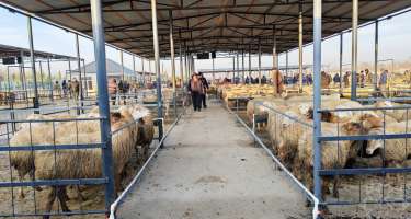 Bu heyvan bazarı açıldı 