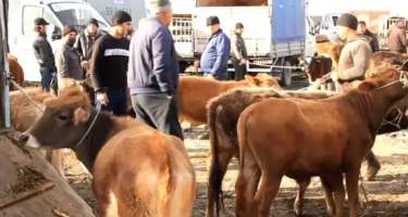 Bu heyvan bazarı açıldı 