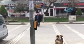 ​İtdən insanlara yol keçmək dərsi 