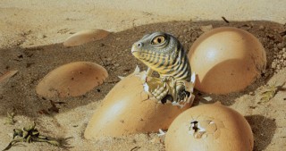 80 dinozavr yumurtası oğurlandı